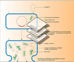 Transduction - crédits : Encyclopædia Universalis France