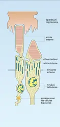 Cellule visuelle - crédits : Encyclopædia Universalis France