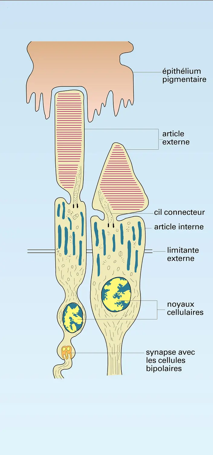 Cellule visuelle