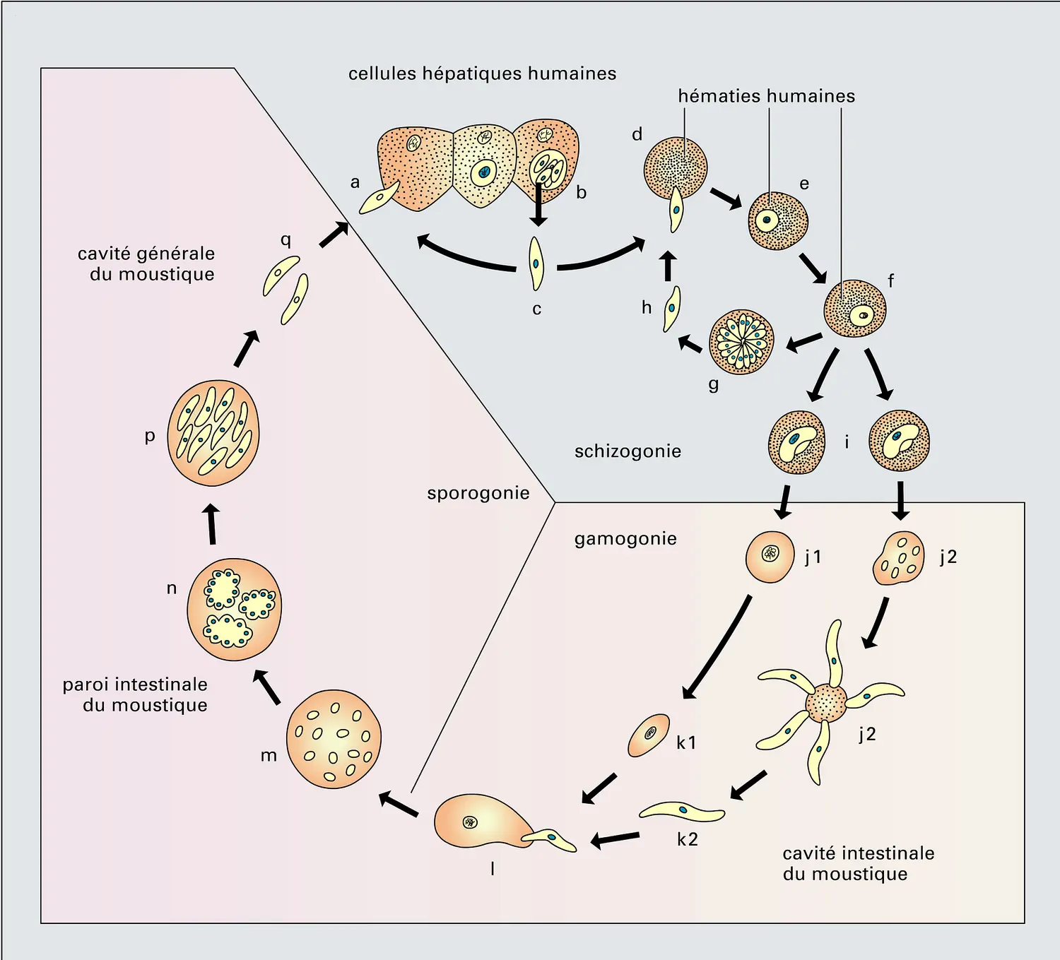 Plasmodium : cycle de développement