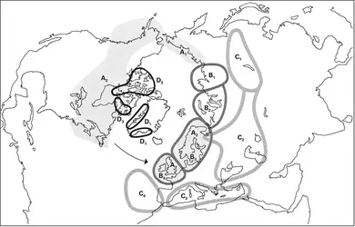 Spéciation périarctique des goélands - crédits : Encyclopædia Universalis France