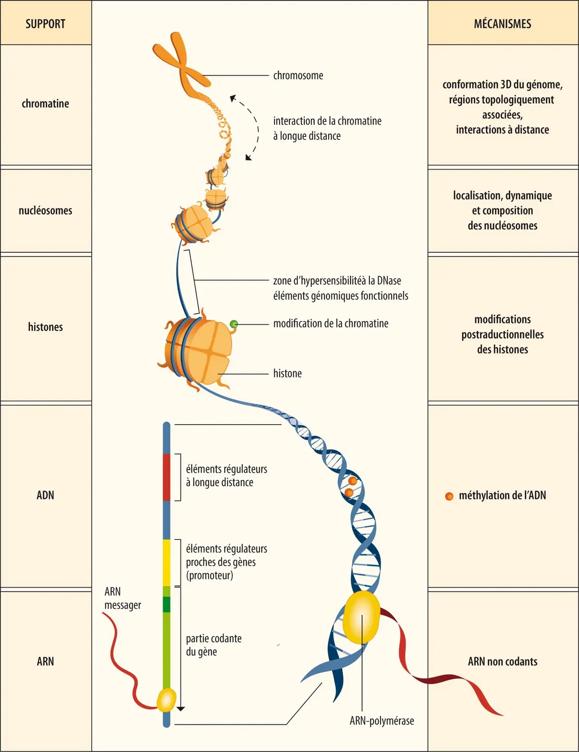 Niveaux de contrôle épigénétique de l’expression des gènes