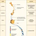 Niveaux de contrôle épigénétique de l’expression des gènes - crédits : Encyclopædia Universalis France