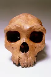 Crâne de l'homme de Kabwe - crédits : John Reader/ SPL France