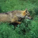 Loup - crédits : M. Branchi/ Panda Photo/ Biosphoto