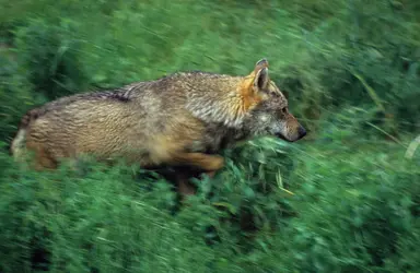 Loup - crédits : M. Branchi/ Panda Photo/ Biosphoto