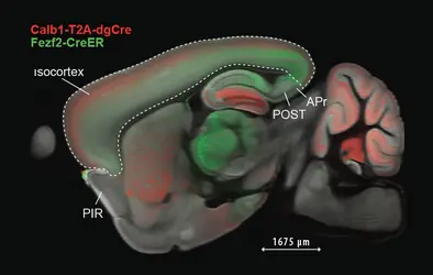 Anatomie fine d’une section sagittale du cerveau de souris - crédits : Atlas Allen