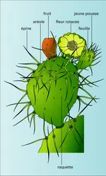 Opuntia, morphologie - crédits : Encyclopædia Universalis France