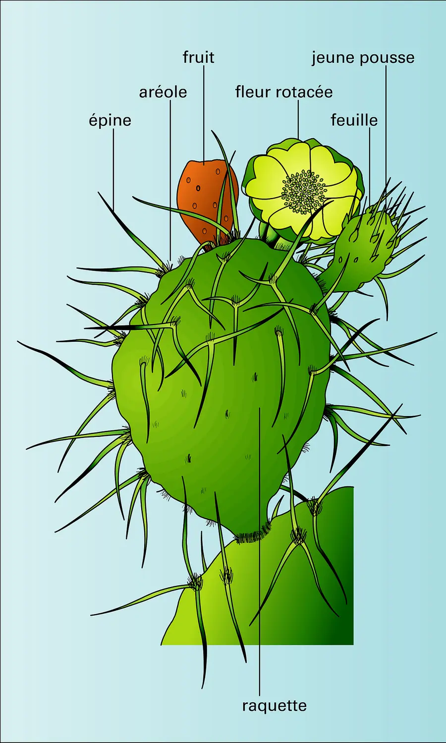 Opuntia, morphologie