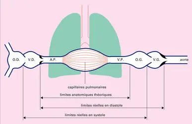 Limites de la circulation pulmonaire - crédits : Encyclopædia Universalis France