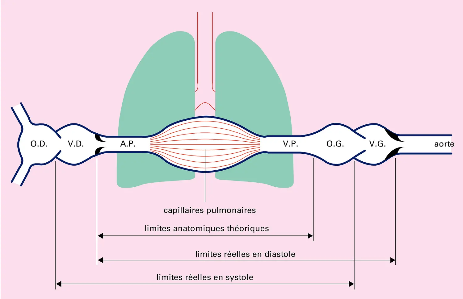 Limites de la circulation pulmonaire