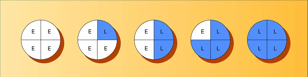 Isolectines - crédits : Encyclopædia Universalis France