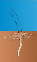 Rameaux formés par une racine-échasse - crédits : Encyclopædia Universalis France