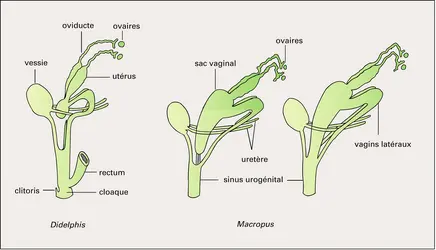 Marsupiaux : appareil génital femelle - crédits : Encyclopædia Universalis France