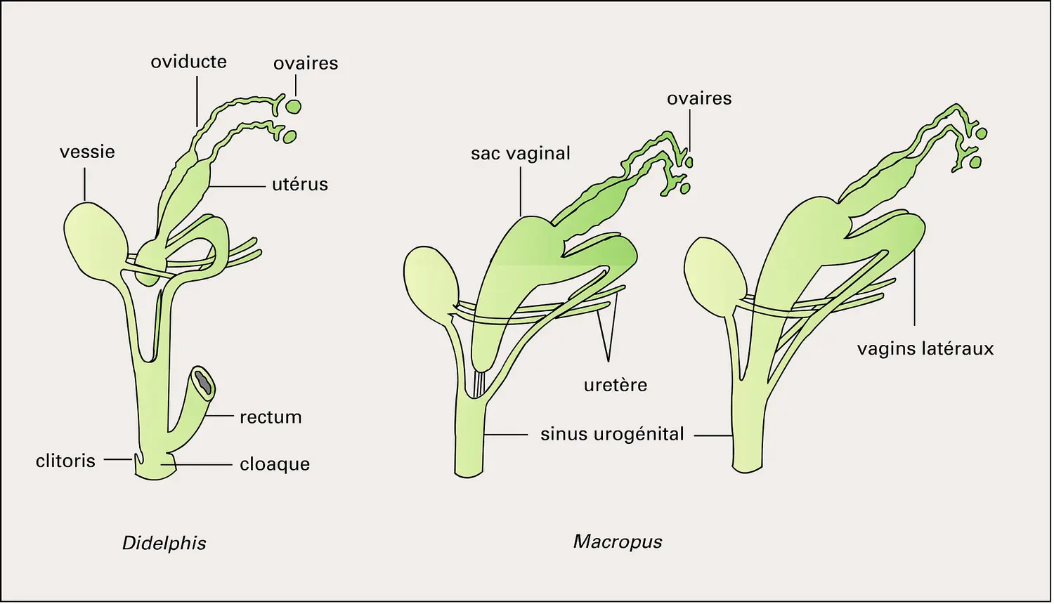 Marsupiaux : appareil génital femelle