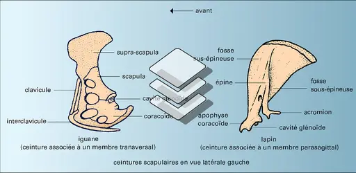 Tétrapodes : ceintures - crédits : Encyclopædia Universalis France