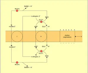 Translocation du pouvoir réducteur - crédits : Encyclopædia Universalis France