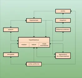 Hypothalamus : connexions avec l'encéphale - crédits : Encyclopædia Universalis France