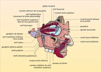 Région orbitaire droite - crédits : Encyclopædia Universalis France