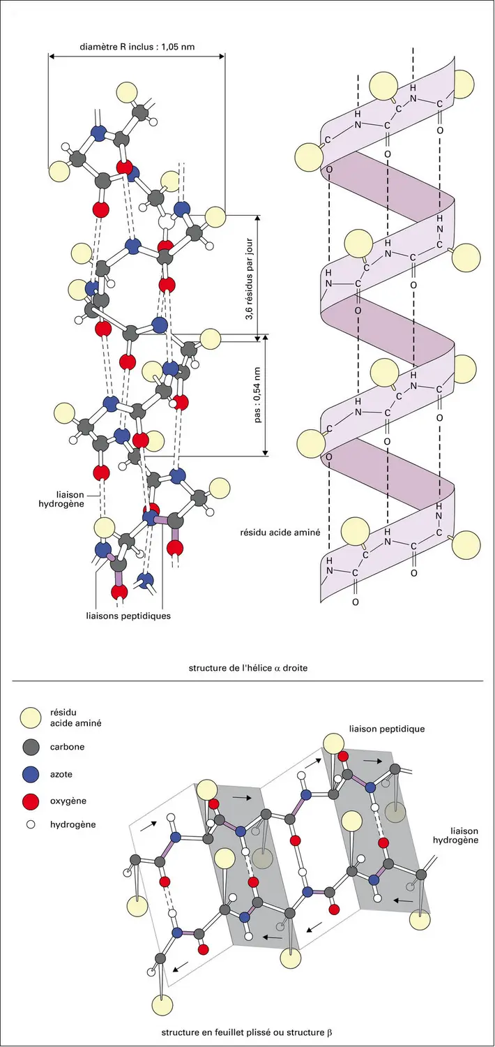 Structures fines d’hélice alpha et feuillet bêta