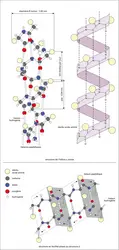 Structures fines d’hélice alpha et feuillet bêta - crédits : Encyclopædia Universalis France