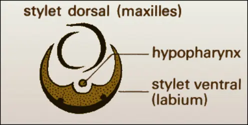 Stylets - crédits : Encyclopædia Universalis France