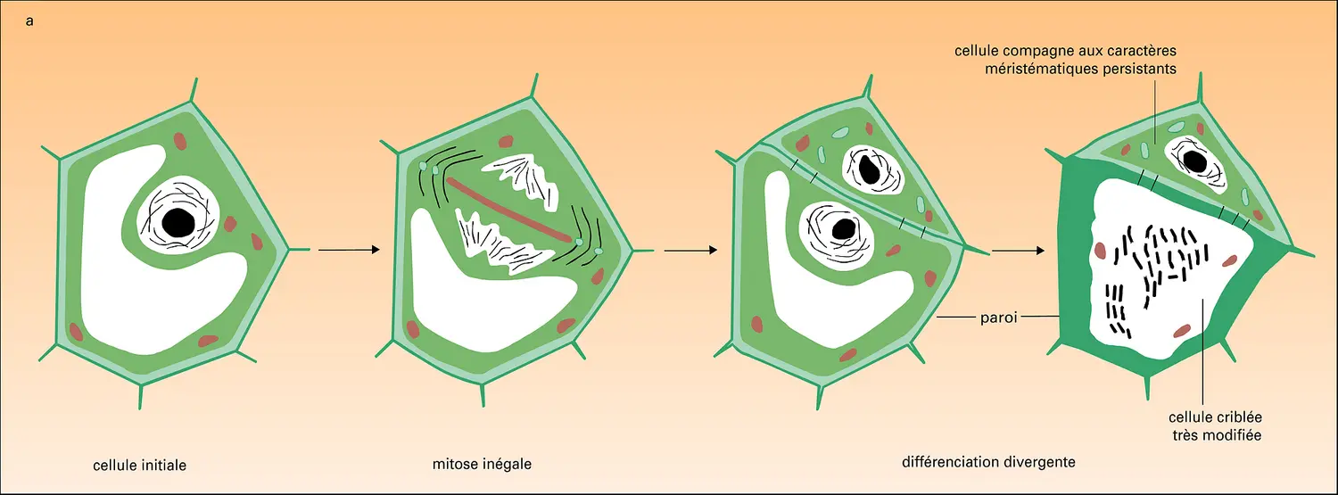Différenciation des cellules criblées du phloème