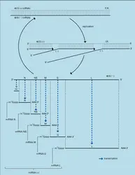 Virus de la stomatite vésiculaire - crédits : Encyclopædia Universalis France