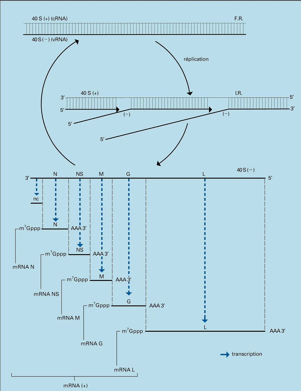 Virus de la stomatite vésiculaire