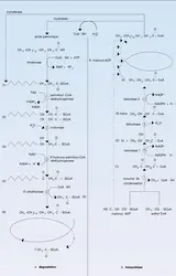 Acides gras saturés - crédits : Encyclopædia Universalis France