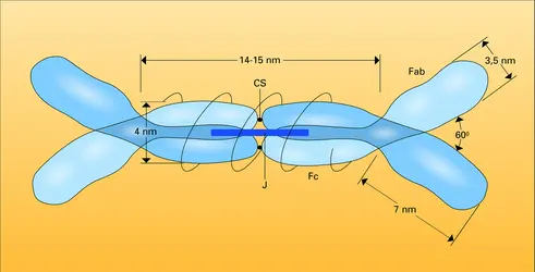 IgA, sécrétoire du colostrum - crédits : Encyclopædia Universalis France