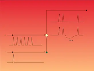 Potentiel postsynaptique d'inhibition - crédits : Encyclopædia Universalis France