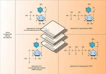 Nucléosides et nucléotides dérivés de l'adénine - crédits : Encyclopædia Universalis France