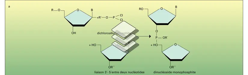 Synthèse totale d'ADN bicaténaire - crédits : Encyclopædia Universalis France