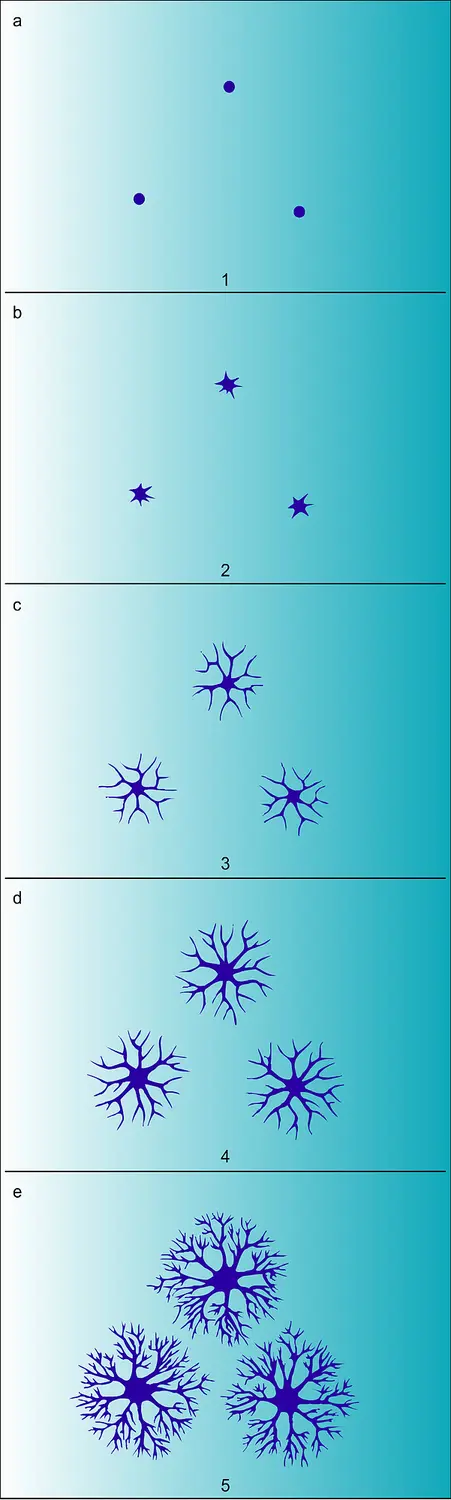 Mélanophores