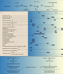 Rythmes biologiques - crédits : Encyclopædia Universalis France