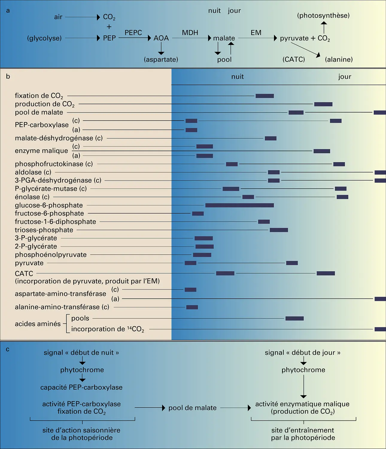 Rythmes biologiques