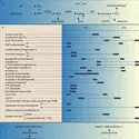 Rythmes biologiques - crédits : Encyclopædia Universalis France