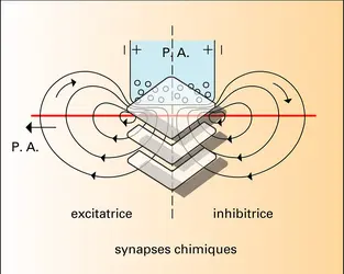Synapses électriques - crédits : Encyclopædia Universalis France