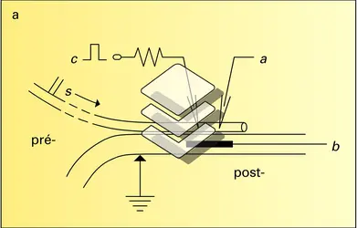 Ganglion étoilé du calmar - crédits : Encyclopædia Universalis France