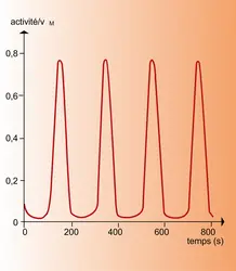 Rythmes biologiques : variation de la phosphofructokinase - crédits : Encyclopædia Universalis France