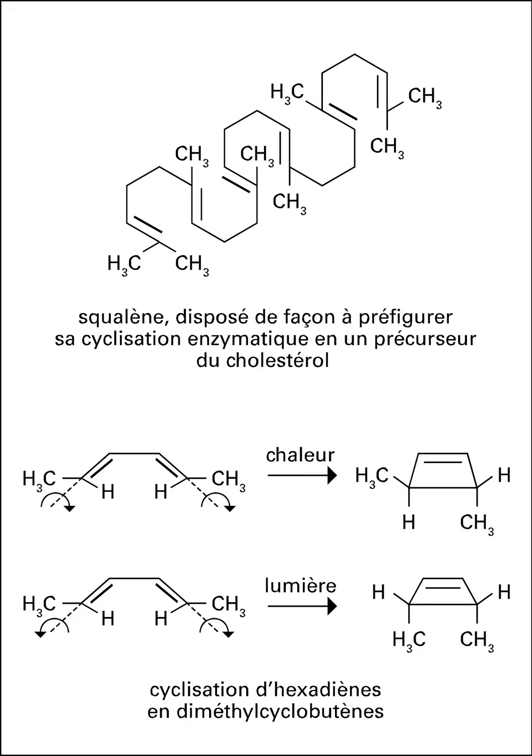 Cyclisation du squalène et d'hexadiènes