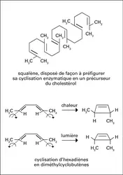 Cyclisation du squalène et d'hexadiènes - crédits : Encyclopædia Universalis France