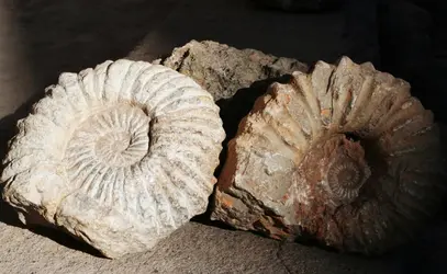 ammonites - crédits : Galyna Andrushko/ Shutterstock