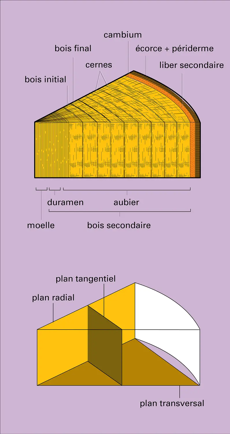 Plans d'observation du bois secondaire