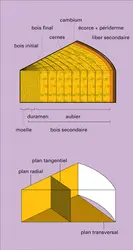 Plans d'observation du bois secondaire - crédits : Encyclopædia Universalis France