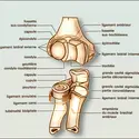 Coude : surfaces articulaires - crédits : Encyclopædia Universalis France