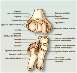 Coude : surfaces articulaires - crédits : Encyclopædia Universalis France