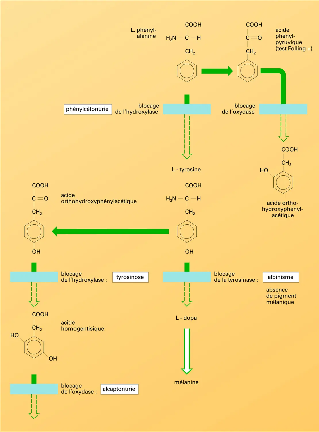 Conséquences des blocages des systèmes enzymatiques - vue 2