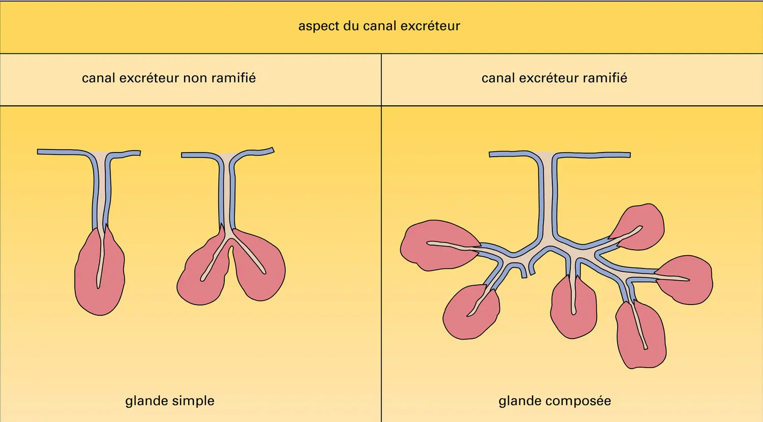 Glande exocrine - vue 2